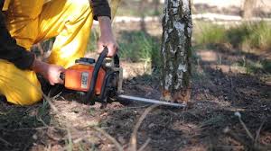 Tree and Shrub Care in Rugby, ND